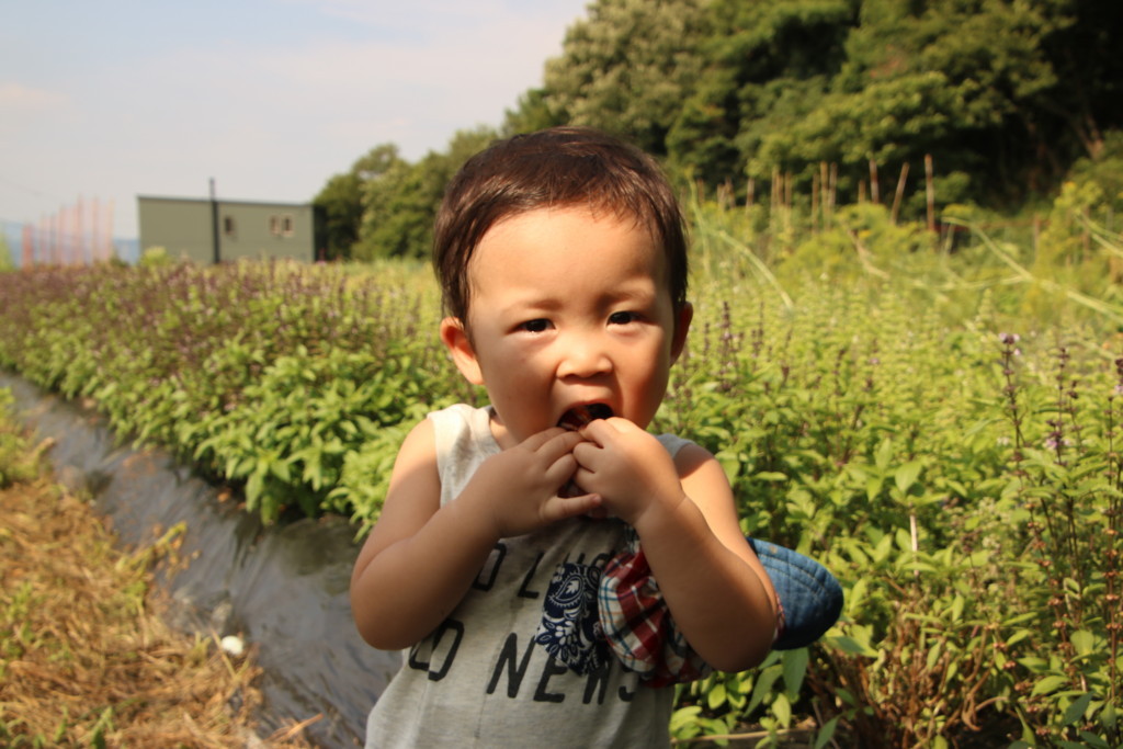 f:id:kab-log:20170714154125j:plain
