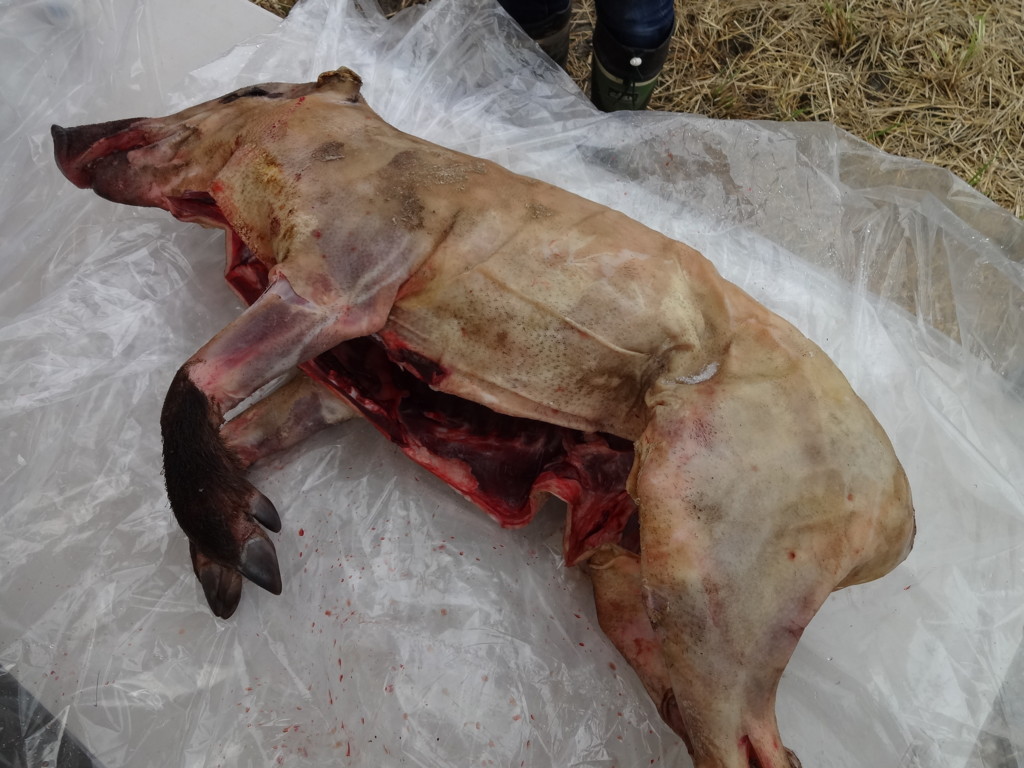 f:id:kab-log:20170923093938j:plain