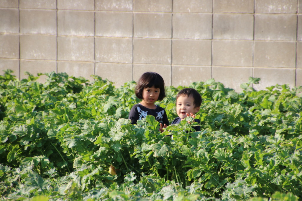 f:id:kab-log:20171027151616j:plain