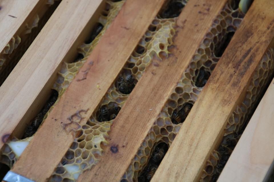 f:id:kab-log:20171119224752j:plain