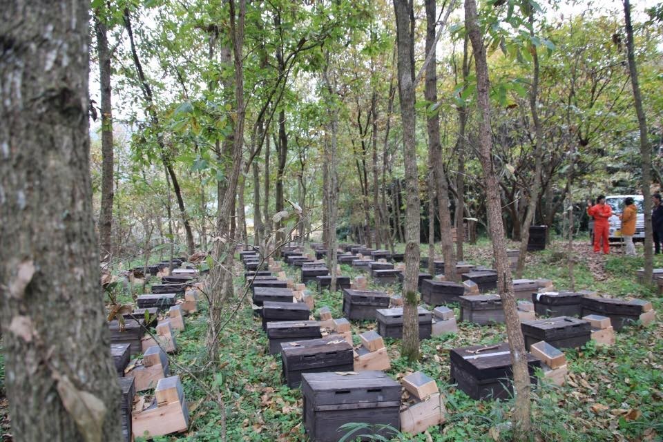 f:id:kab-log:20171119224758j:plain