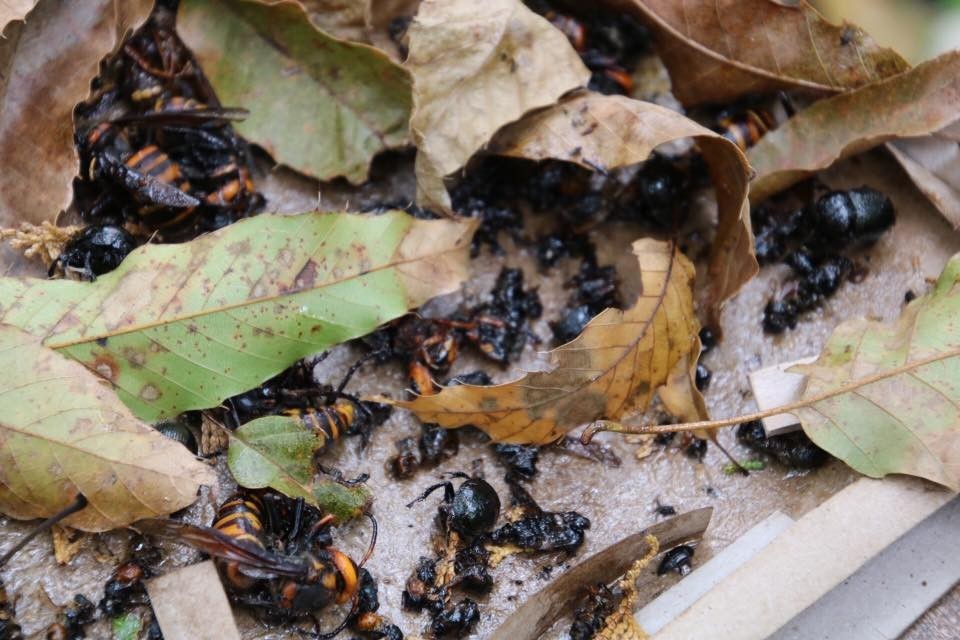 f:id:kab-log:20171119224804j:plain