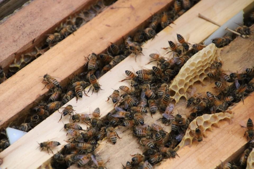 f:id:kab-log:20171119224807j:plain