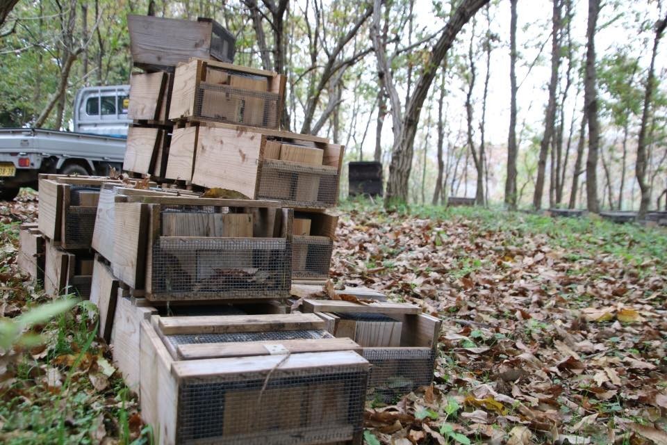 f:id:kab-log:20171119224817j:plain