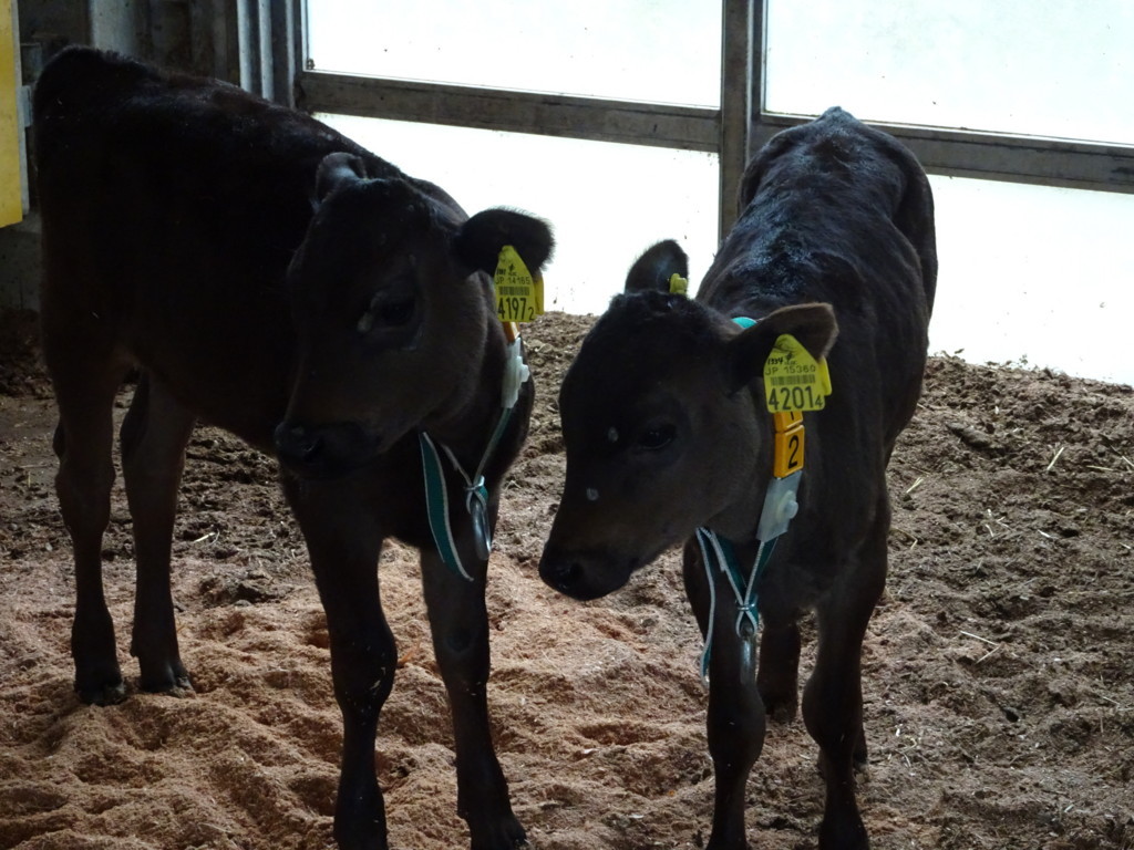 f:id:kab-log:20180605161043j:plain