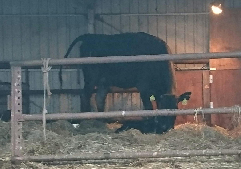 f:id:kab-log:20180606194543j:plain