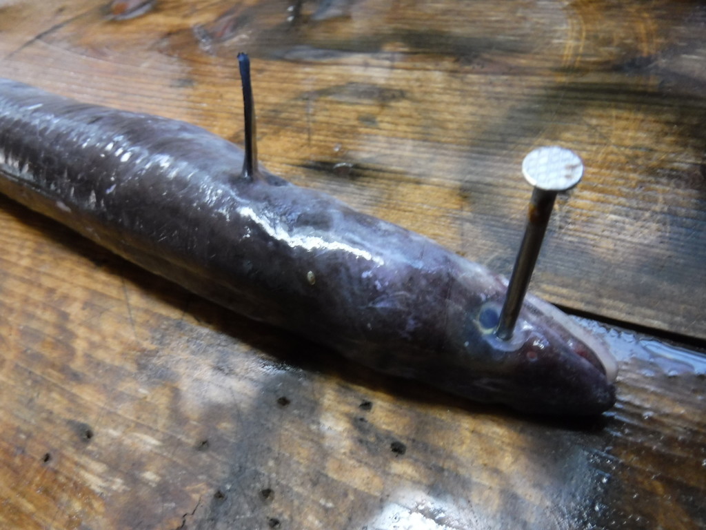 f:id:kab-log:20181202112507j:plain