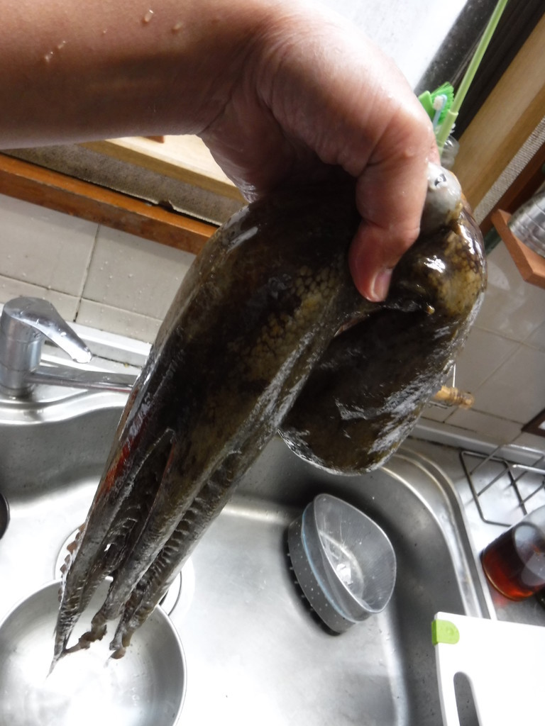 f:id:kab-log:20181208120312j:plain