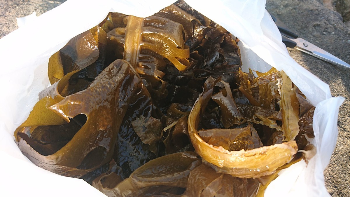 f:id:kab-log:20190406162609j:plain