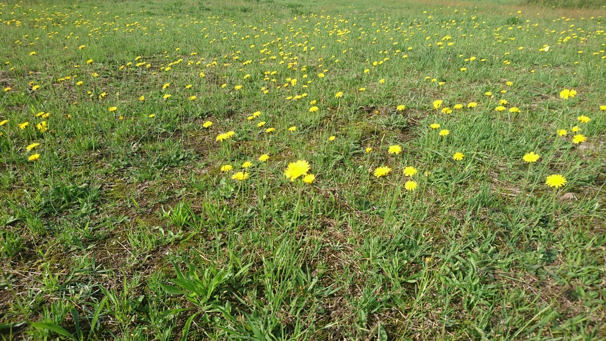 f:id:kab-log:20190606075002j:plain f:id:kab-log:20190606075002j:plain