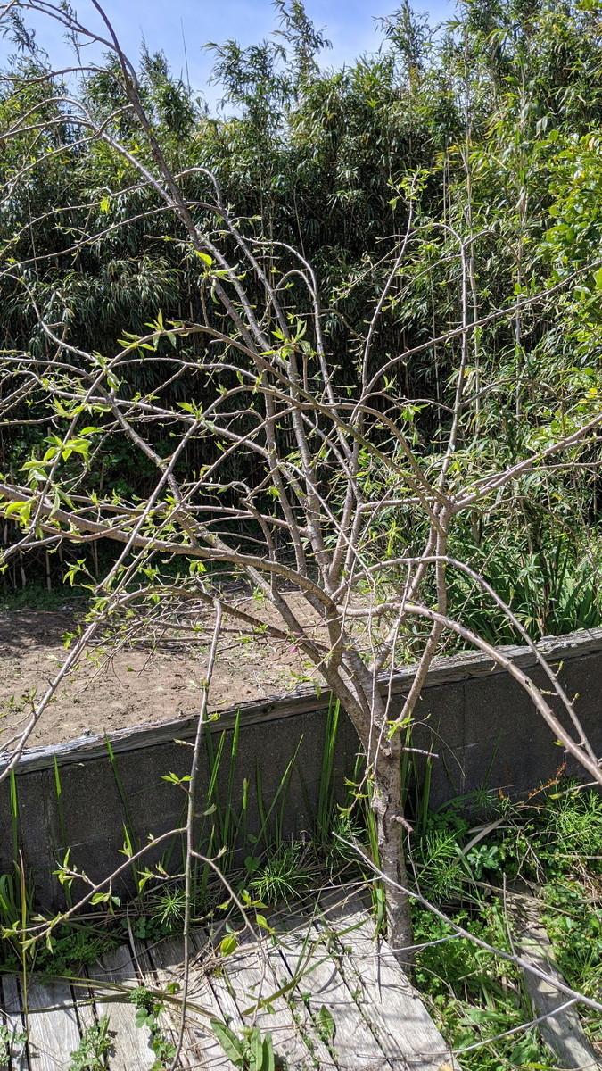 f:id:kab-log:20200330165547j:plain