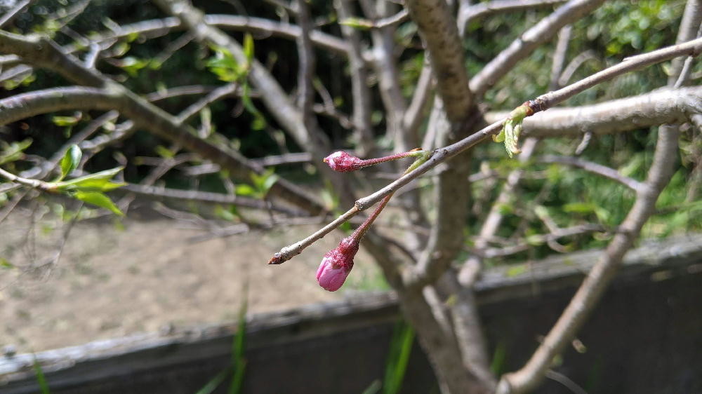 f:id:kab-log:20200330165719j:plain