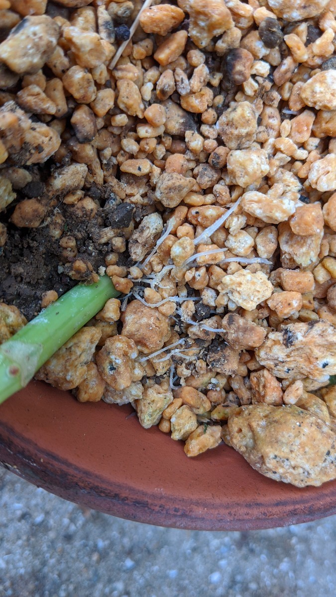 f:id:kab-log:20200718143334j:plain f:id:kab-log:20200718143334j:plain