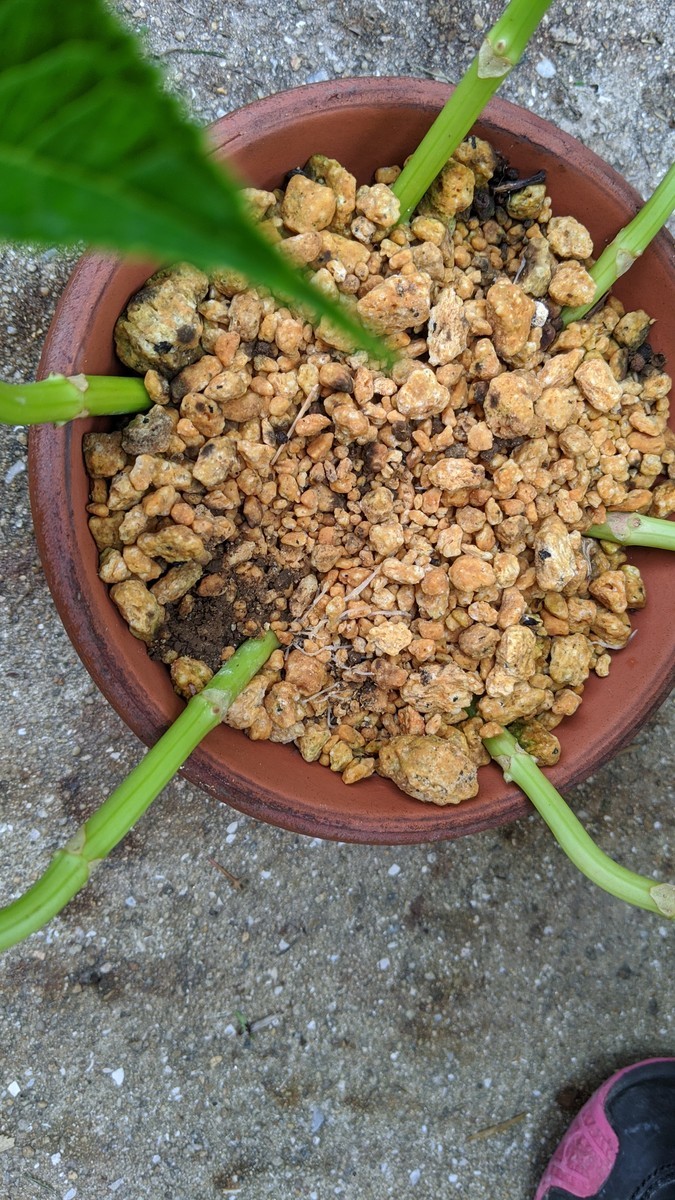 f:id:kab-log:20200718143337j:plain f:id:kab-log:20200718143337j:plain