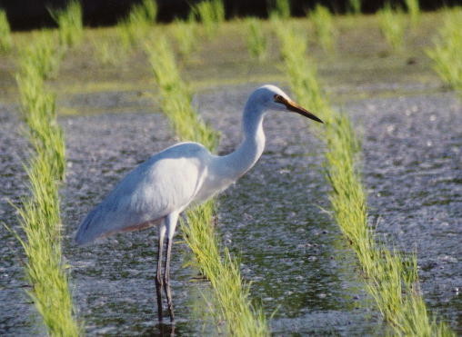 f:id:kab-log:20200726122356j:plain f:id:kab-log:20200726122356j:plain