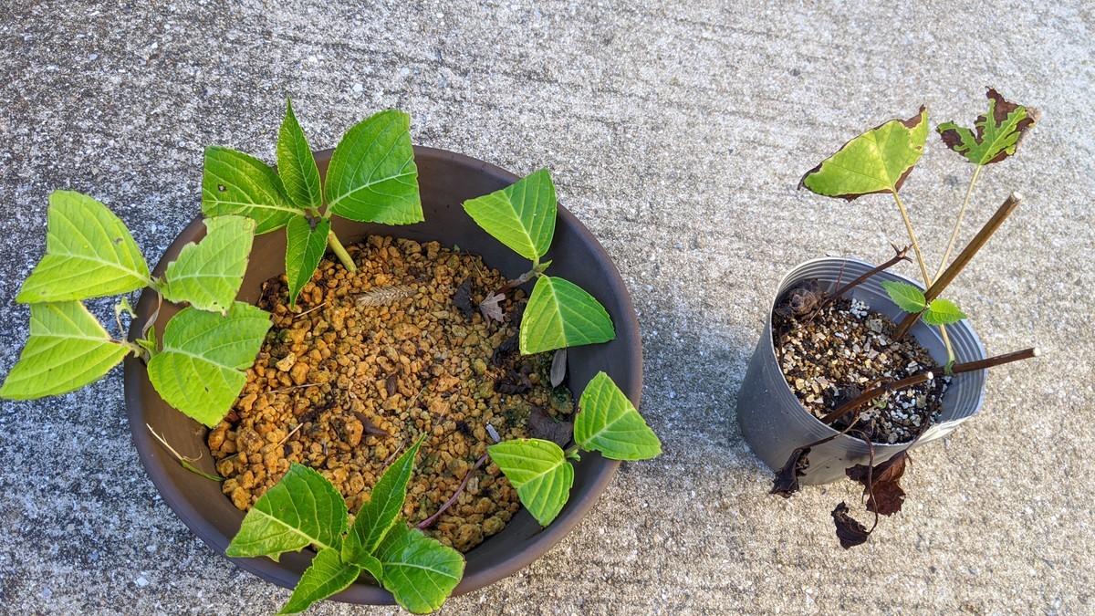 f:id:kab-log:20200829070101j:plain f:id:kab-log:20200829070101j:plain