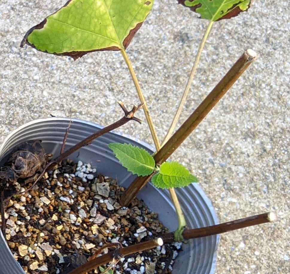 f:id:kab-log:20200901155742j:plain f:id:kab-log:20200901155742j:plain