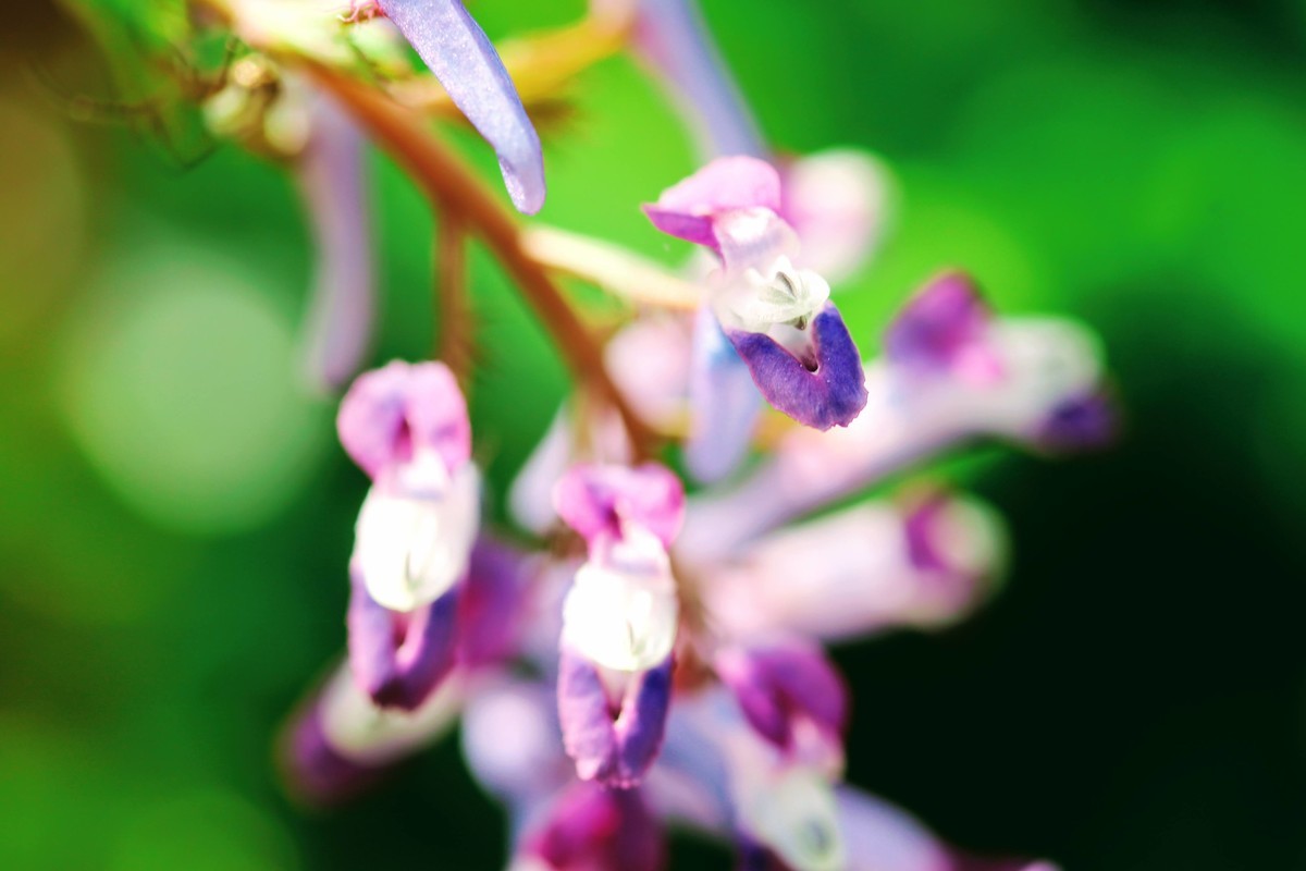 f:id:kab-log:20210327103801j:plain
