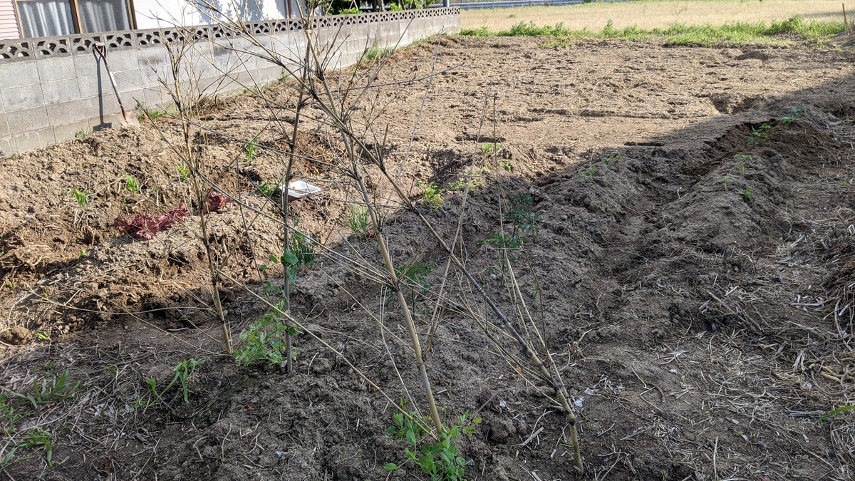 f:id:kab-log:20210414163736j:plain