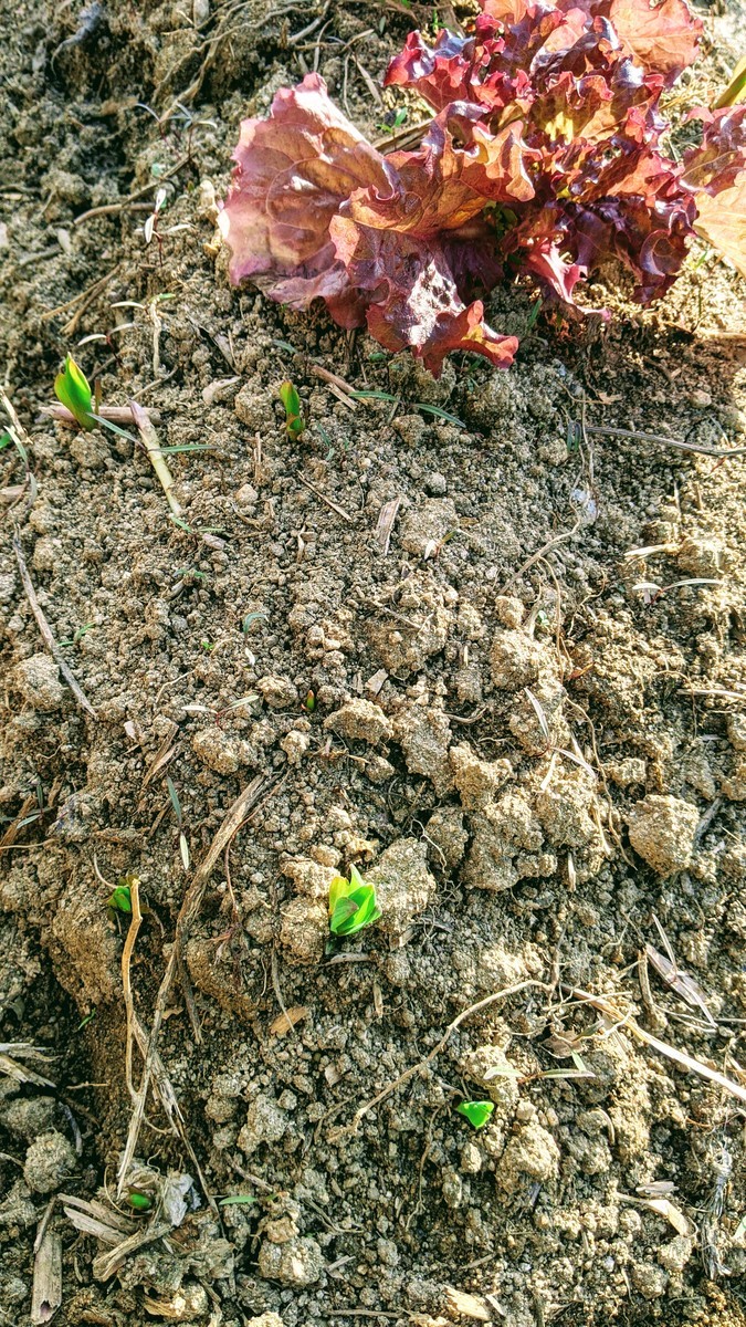 f:id:kab-log:20210414163805j:plain