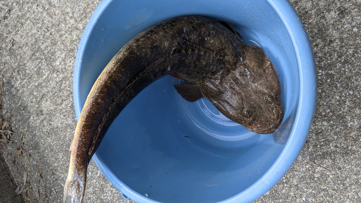 f:id:kab-log:20210504103311j:plain