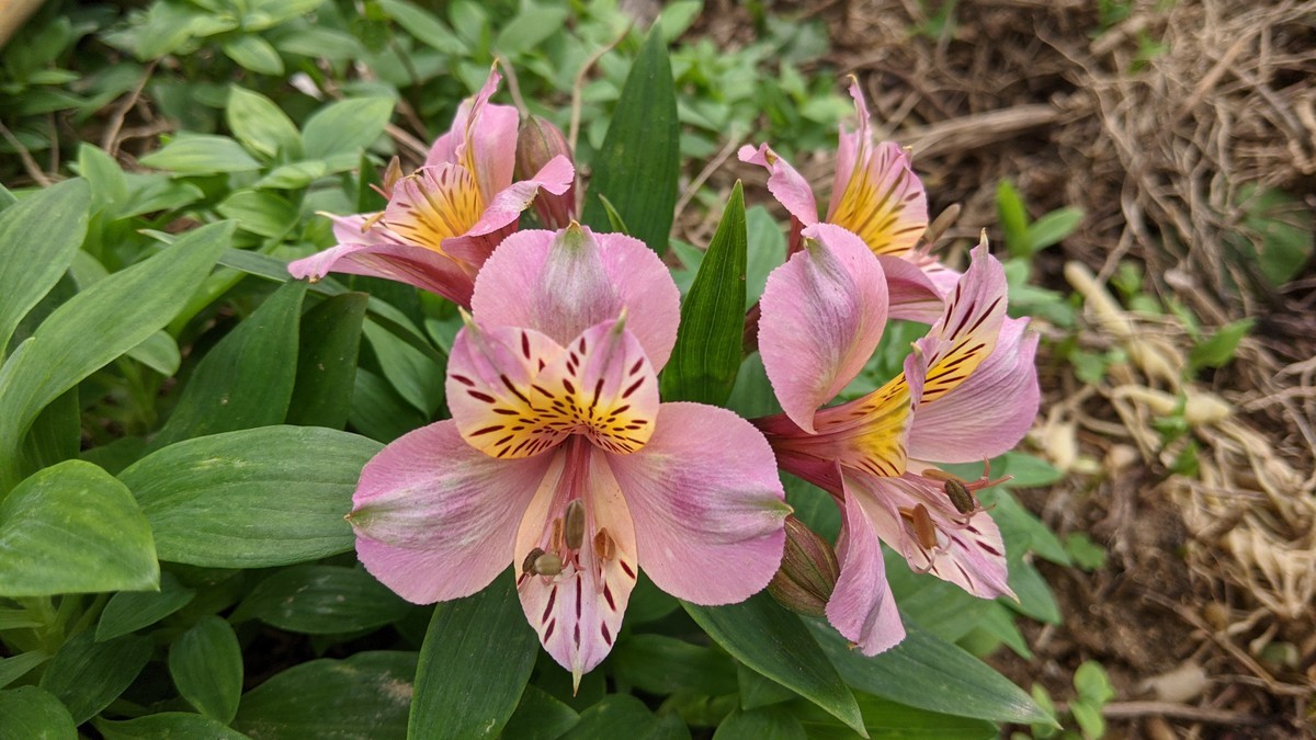 f:id:kab-log:20210517164617j:plain