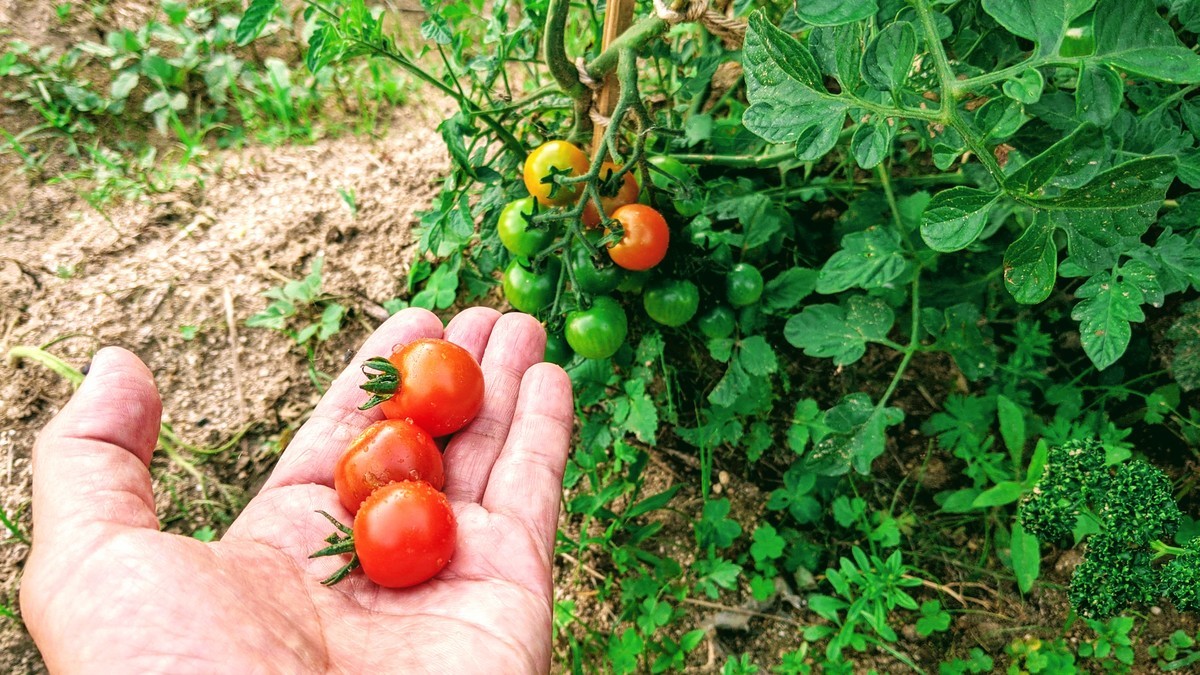 f:id:kab-log:20210609181932j:plain