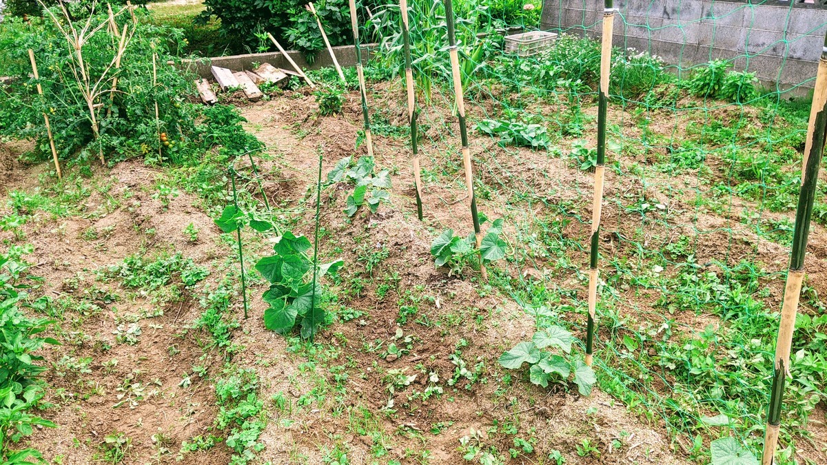 f:id:kab-log:20210612092536j:plain