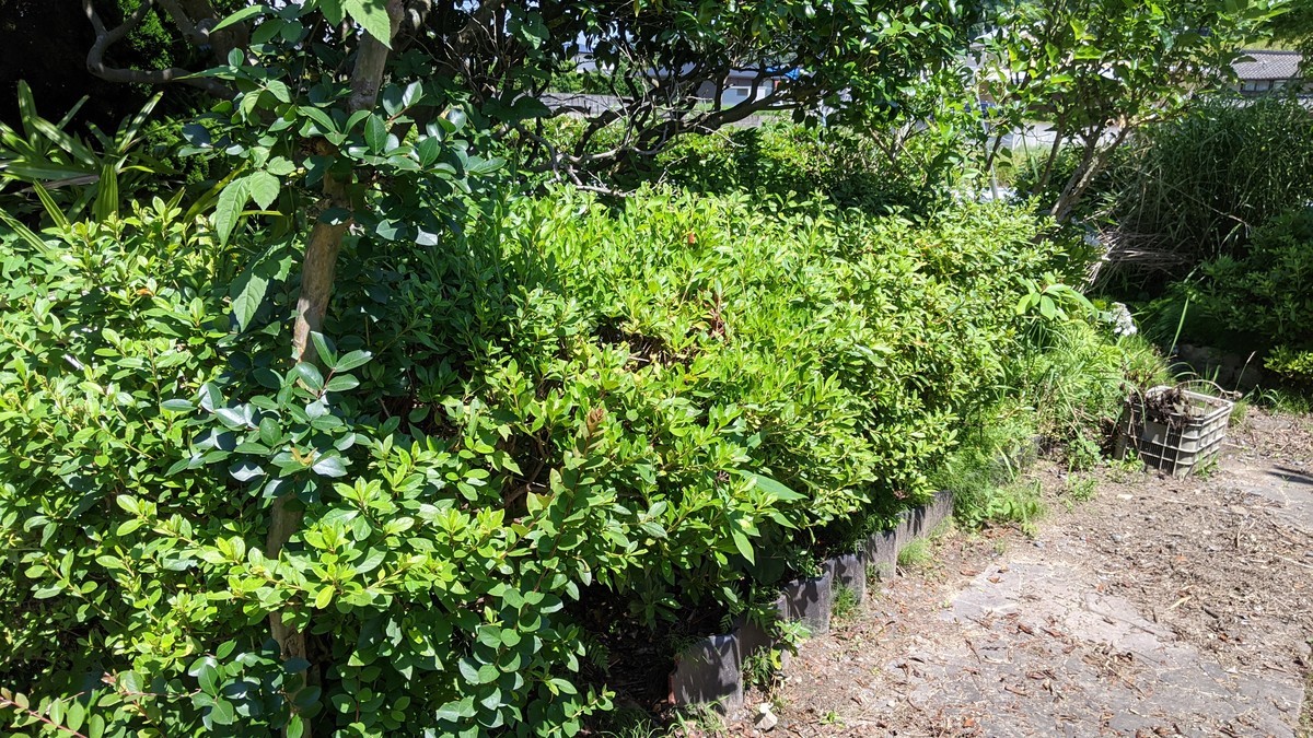 f:id:kab-log:20210620141347j:plain