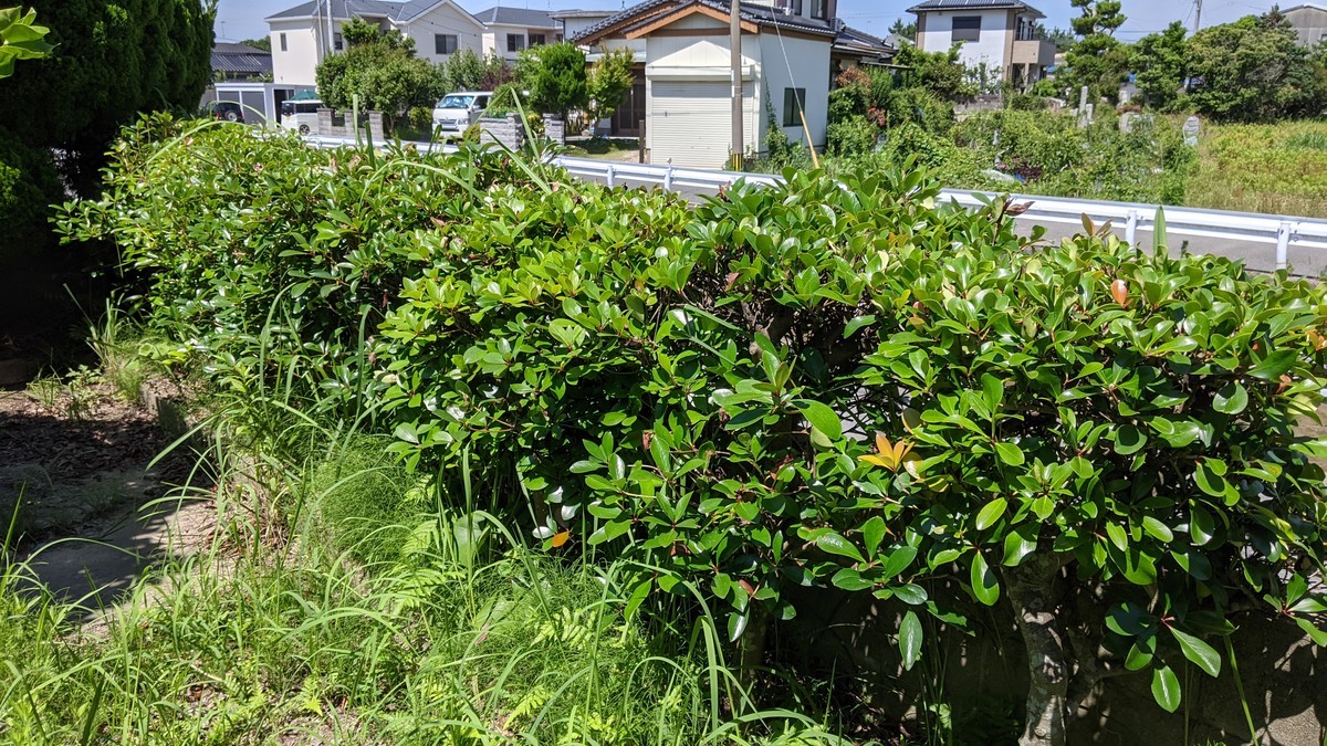 f:id:kab-log:20210620141640j:plain