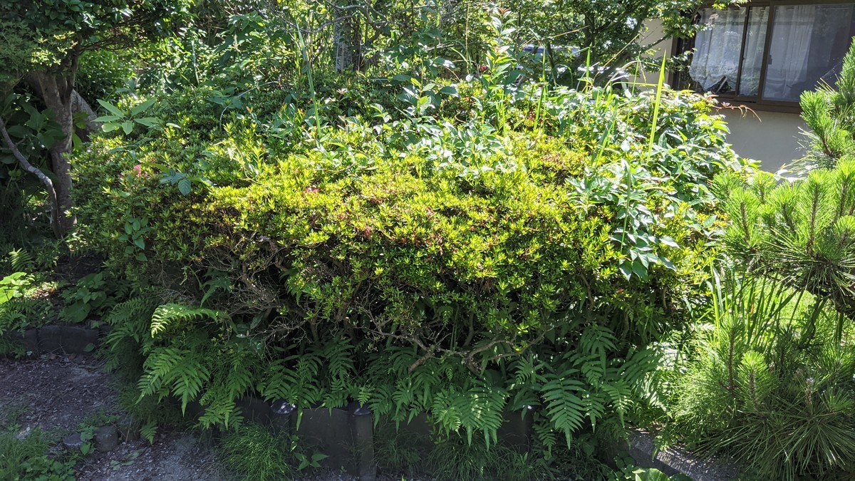 f:id:kab-log:20210620143458j:plain
