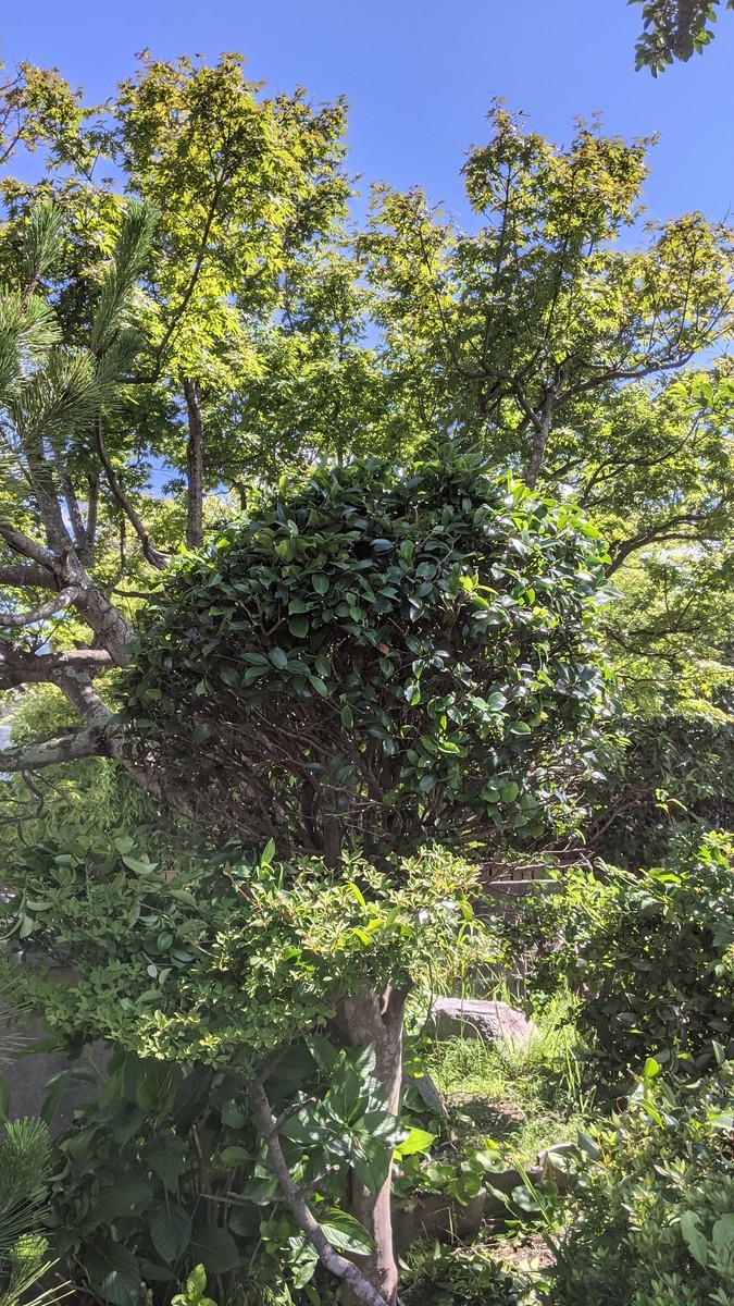 f:id:kab-log:20210620145712j:plain