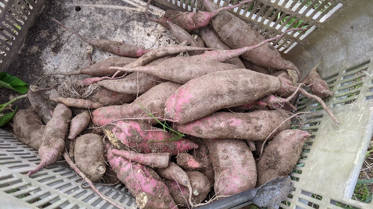 f:id:kab-log:20211023123732j:plain