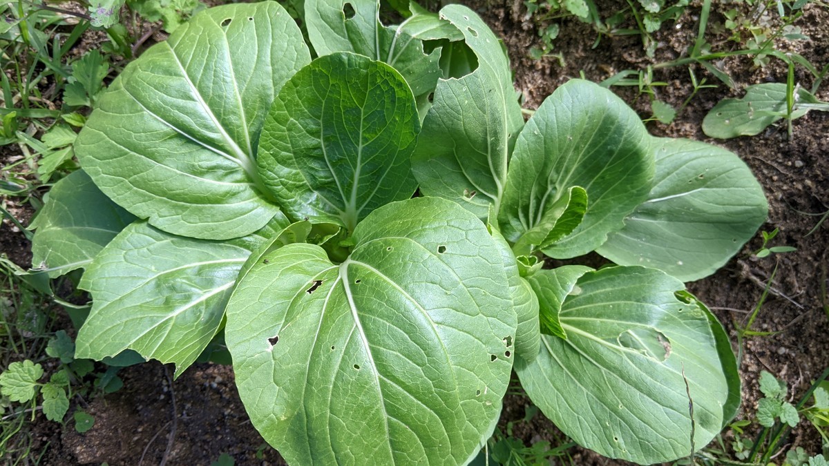 f:id:kab-log:20211023124729j:plain