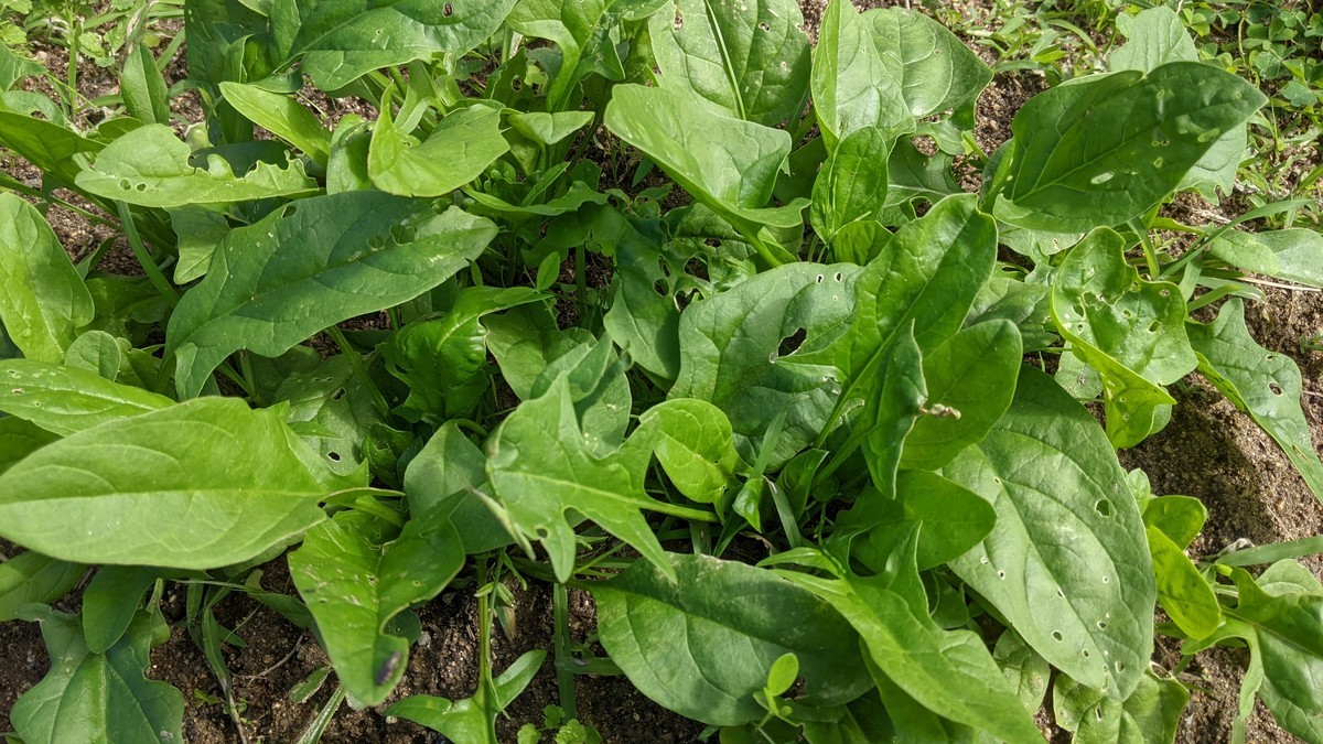 f:id:kab-log:20211023124732j:plain