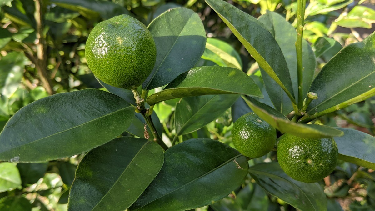 f:id:kab-log:20211024084300j:plain