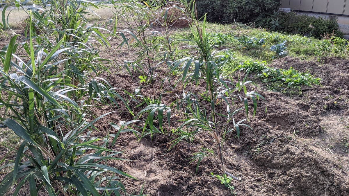 f:id:kab-log:20211024152617j:plain