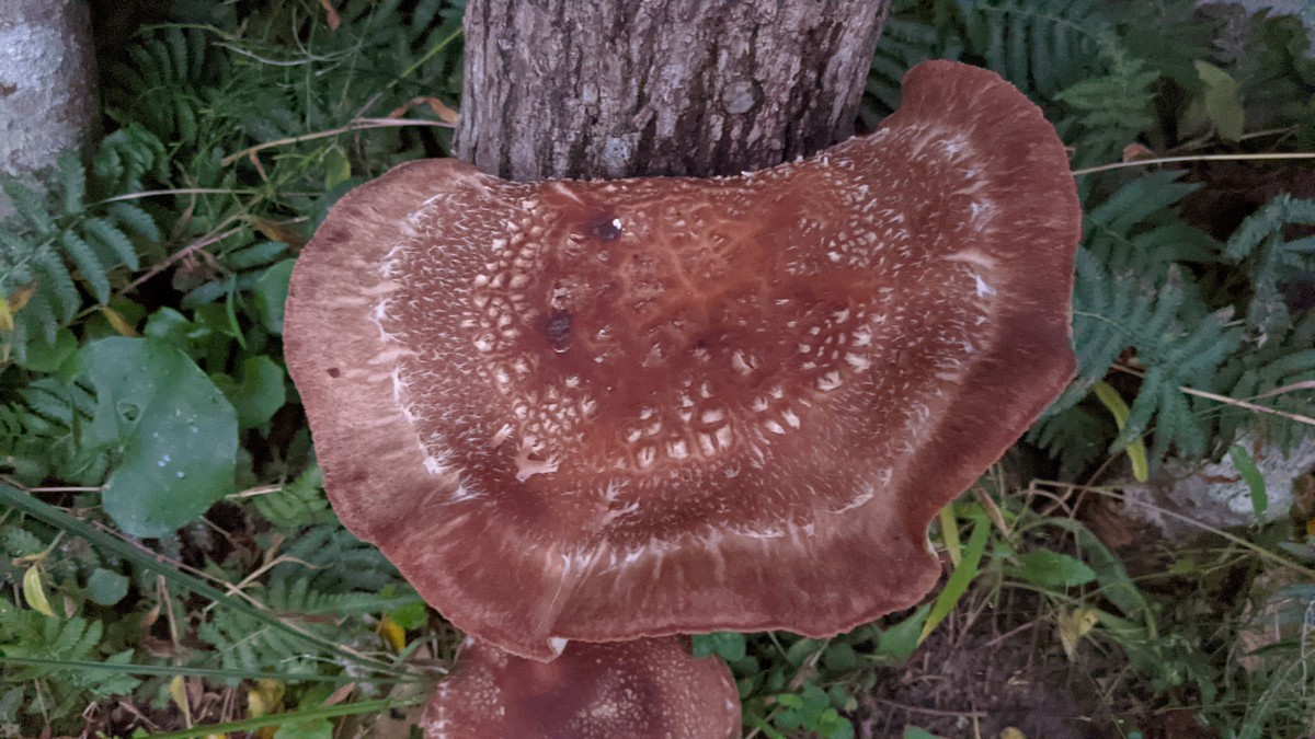 f:id:kab-log:20211111172834j:plain