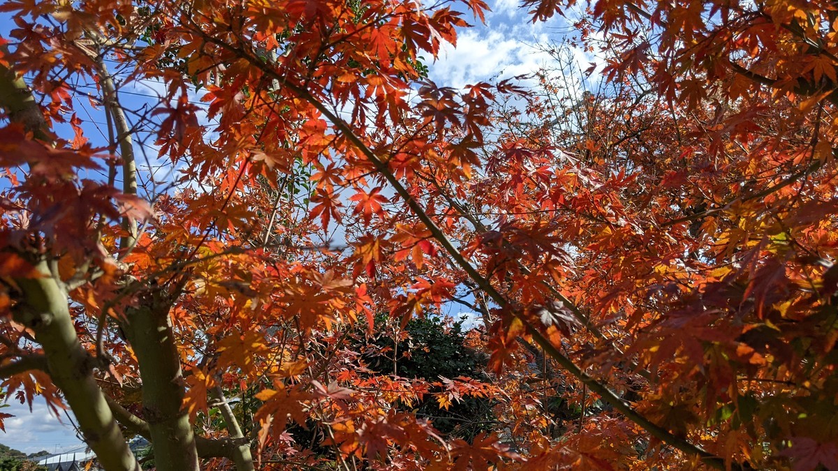 f:id:kab-log:20211127120744j:plain