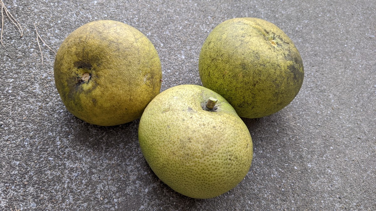 f:id:kab-log:20211218140252j:plain