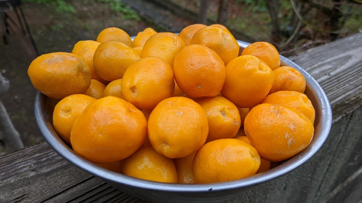 f:id:kab-log:20211229124715j:plain