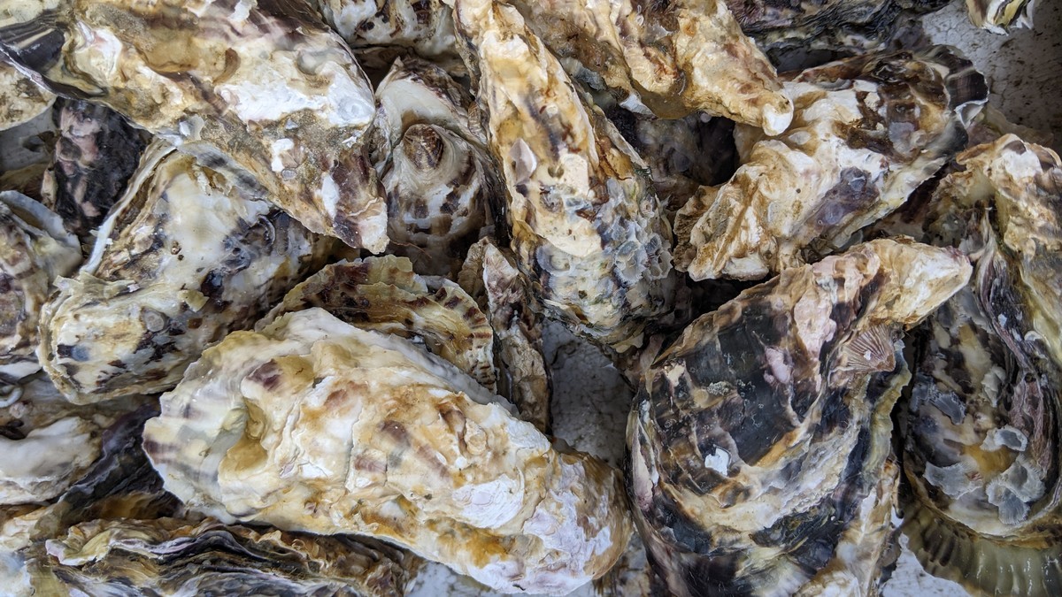 f:id:kab-log:20220104122650j:plain