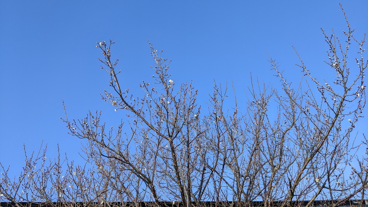f:id:kab-log:20220126154016j:plain