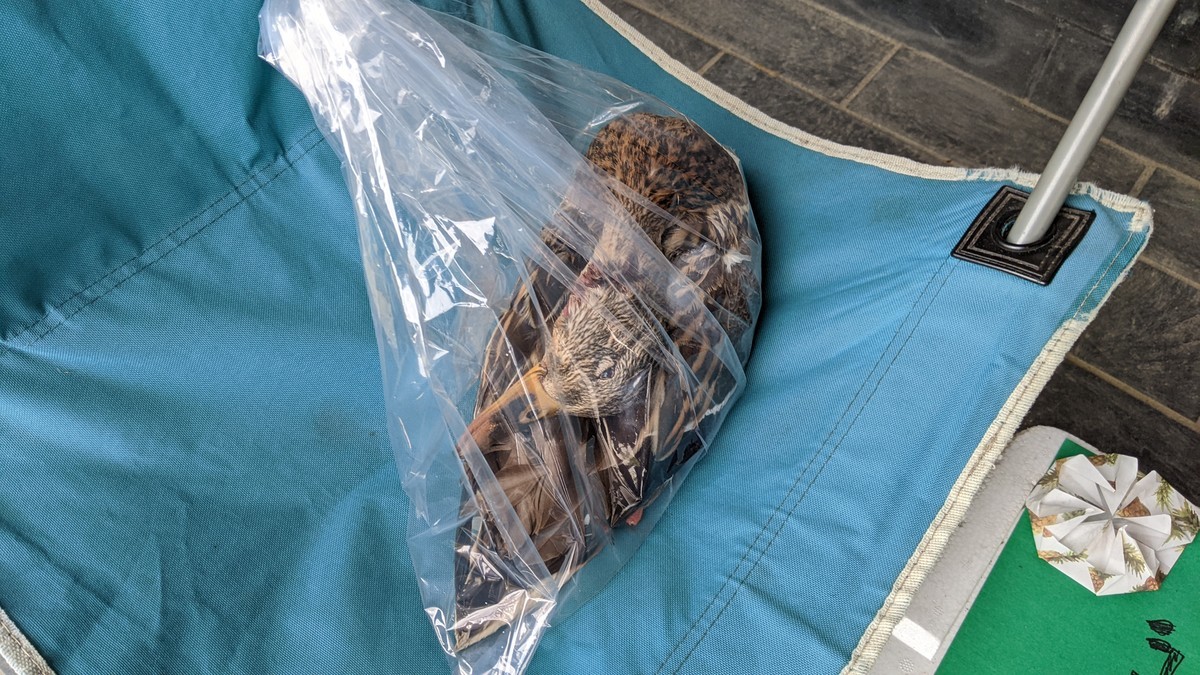 f:id:kab-log:20220211123238j:plain