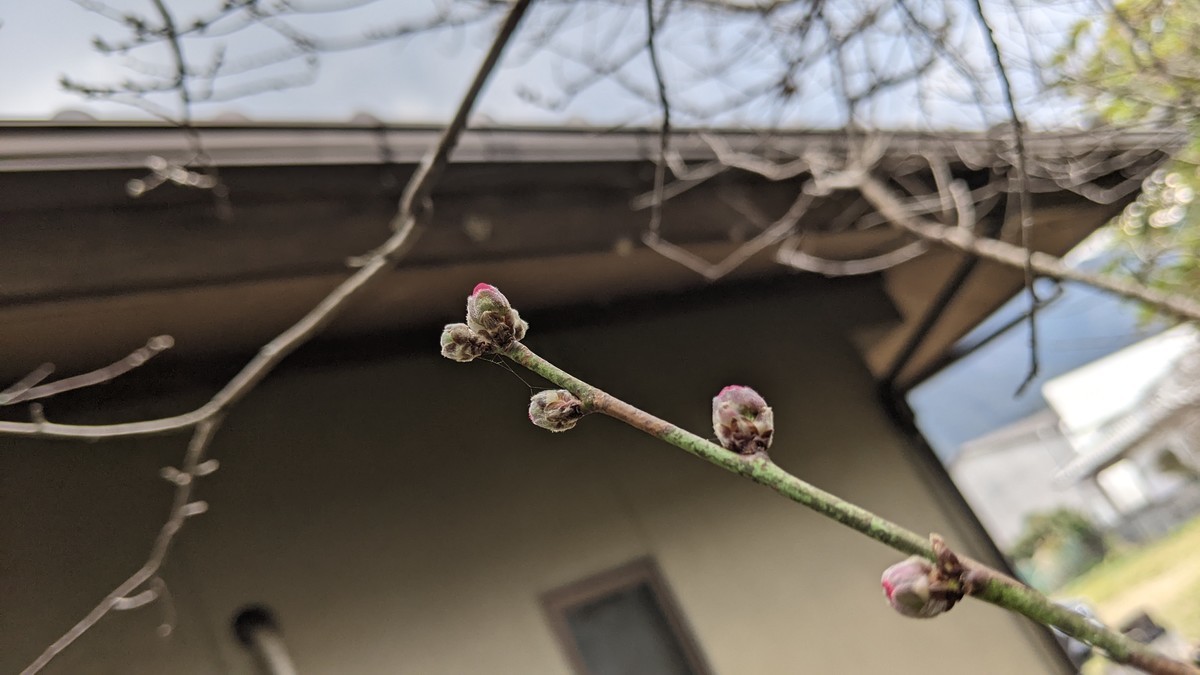 f:id:kab-log:20220312150109j:plain