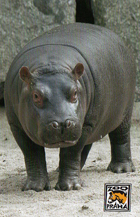 f:id:kabakabatamanegi:20200408015934j:plain f:id:kabakabatamanegi:20200408015934j:plain