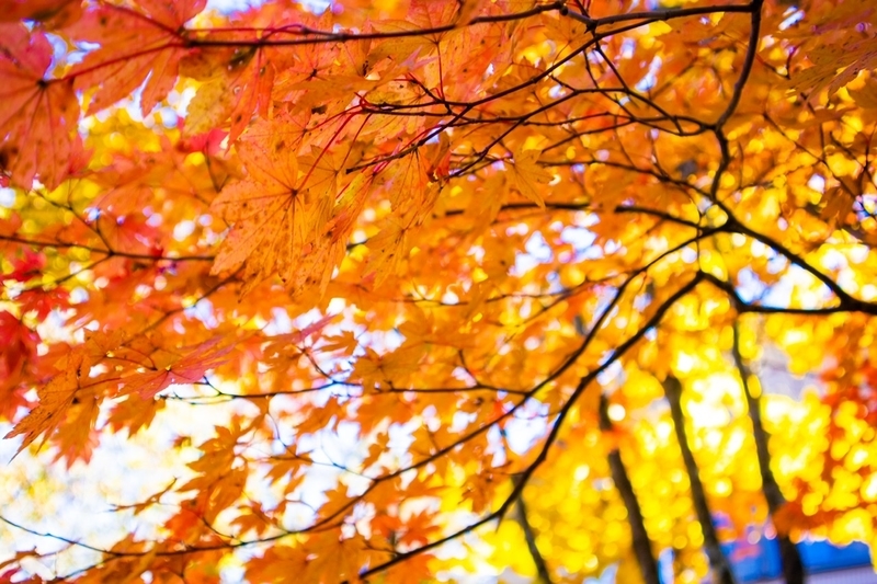 f:id:kabbocha7:20211103111352j:plain