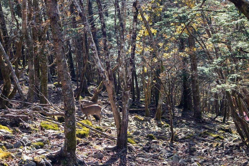 f:id:kabbocha7:20211103111359j:plain