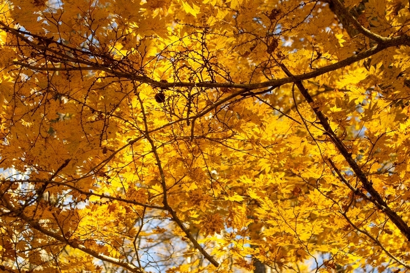 f:id:kabbocha7:20211103111553j:plain