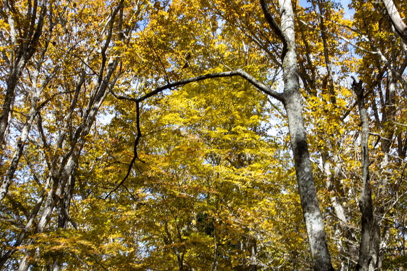 f:id:kabbocha7:20211103111615j:plain